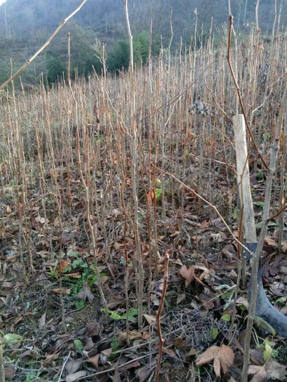 银杏下山桩枝条插水里 能生根吗 图片