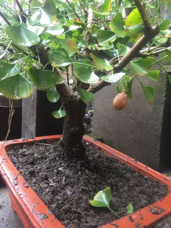 怎么高压银杏下山桩的方法 图片