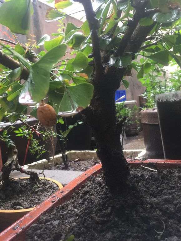 怎么高压银杏下山桩的方法 图片