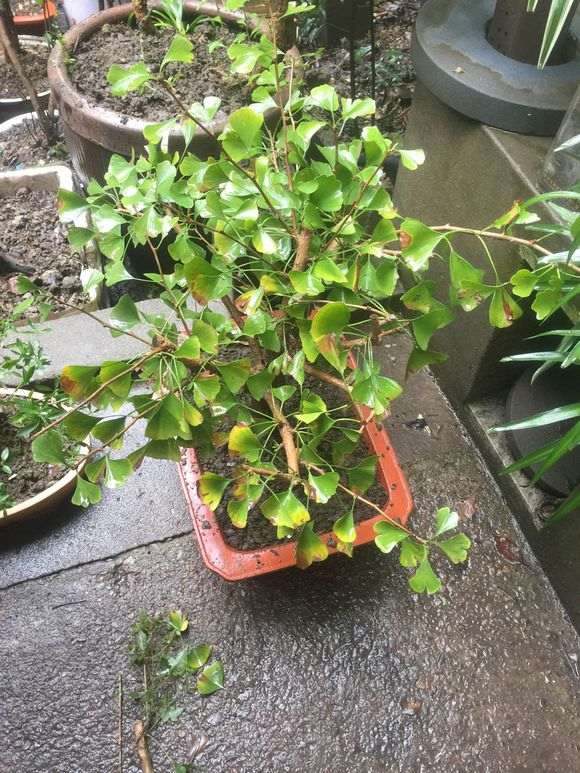 怎么高压银杏下山桩的方法 图片