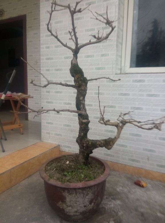 1米长的银杏笋下山桩 求大神设计 图片