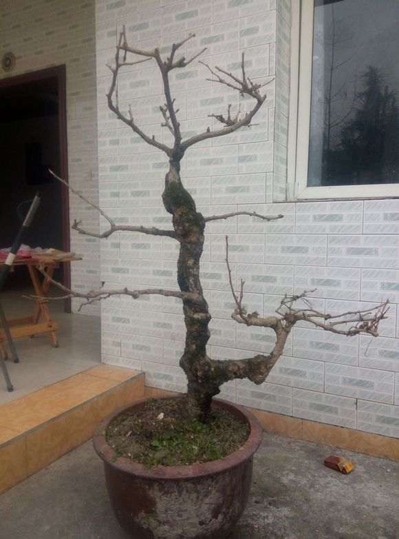 1米长的银杏笋下山桩 求大神设计 图片