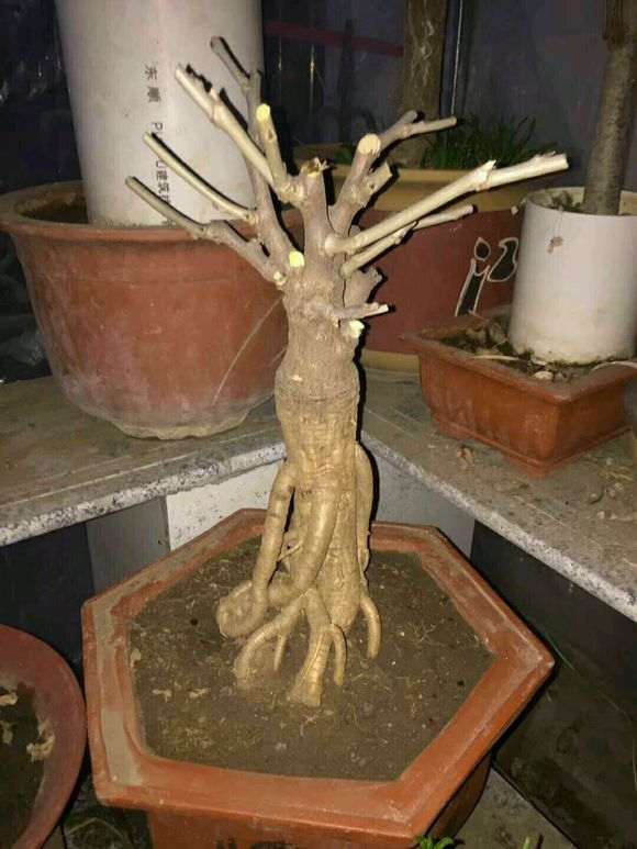 紫藤下山桩造型桩 应该不错吧 怎么样