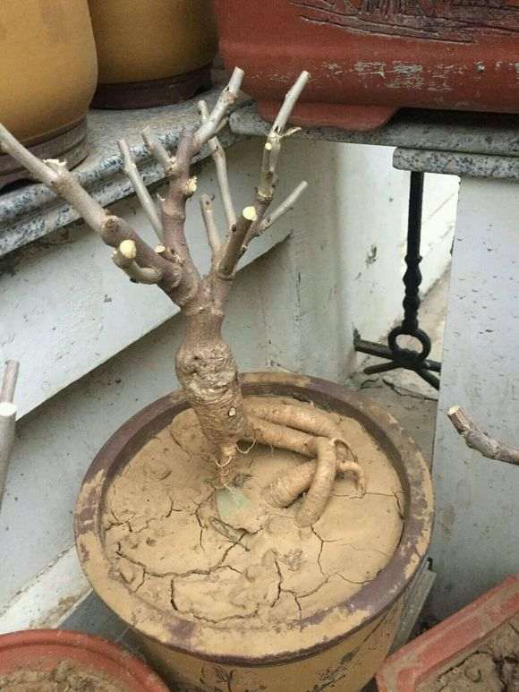 紫藤下山桩造型桩 应该不错吧 怎么样