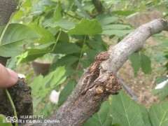 紫藤下山桩有瘤 怎么处理 图片