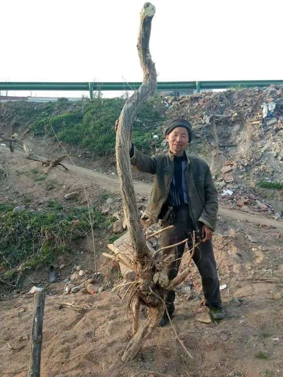 开始挖紫藤下山桩了 看看 怎么样 图片