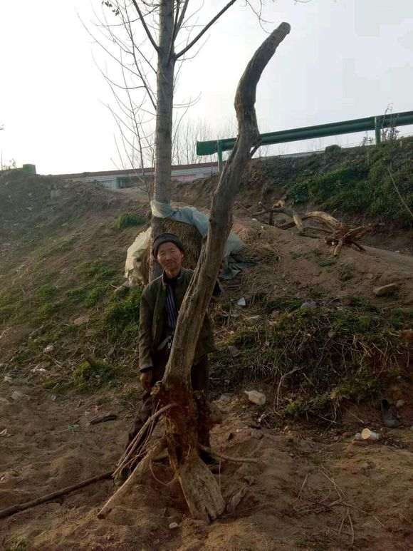 开始挖紫藤下山桩了 看看 怎么样 图片