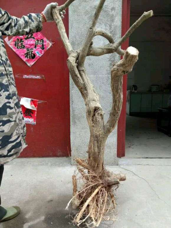 开始挖紫藤下山桩了 看看 怎么样 图片