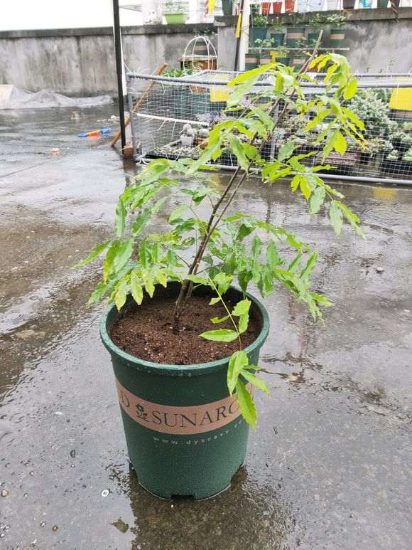 紫藤下山桩 明年能否长新枝 怎么办 图片