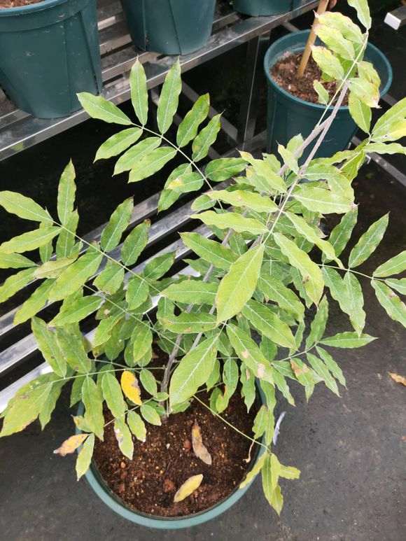 紫藤下山桩 明年能否长新枝 怎么办 图片