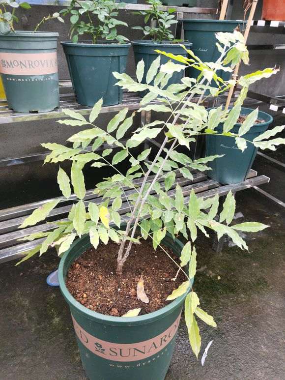 紫藤下山桩 明年能否长新枝 怎么办 图片