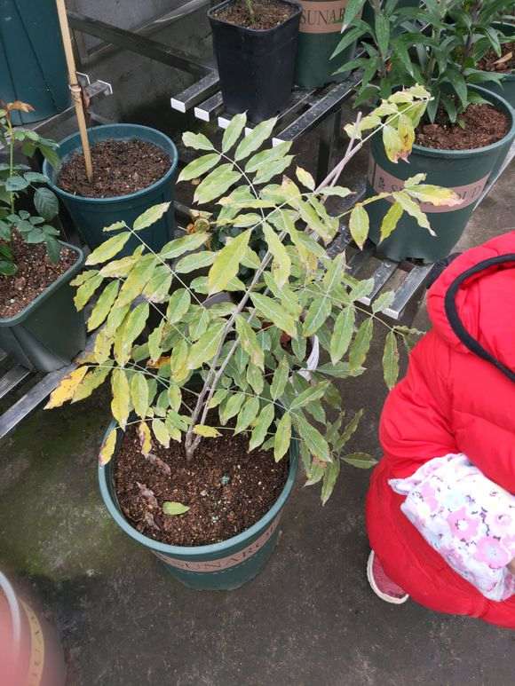 紫藤下山桩 明年能否长新枝 怎么办 图片