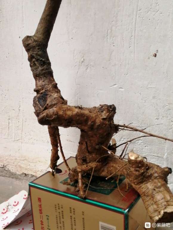 挖回来的紫藤下山桩 怎么样 图片