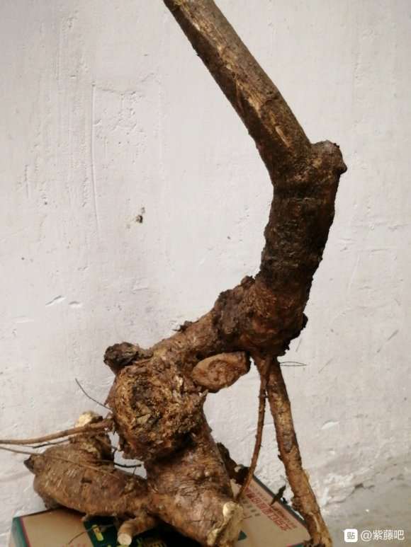 挖回来的紫藤下山桩 怎么样 图片