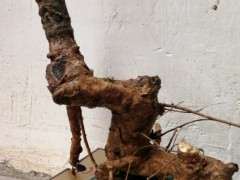 挖回来的紫藤下山桩 可以吗 图片