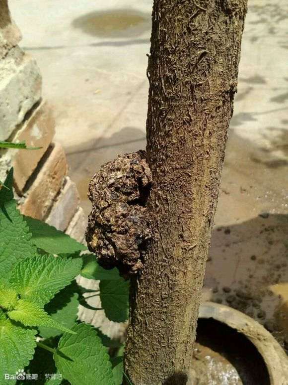 紫藤下山桩有瘤 怎么办 图片