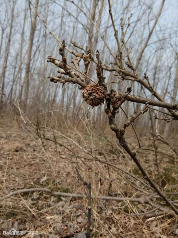紫藤下山桩有瘤 怎么办 图片