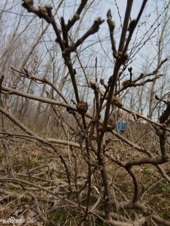 紫藤下山桩有瘤 怎么办 图片