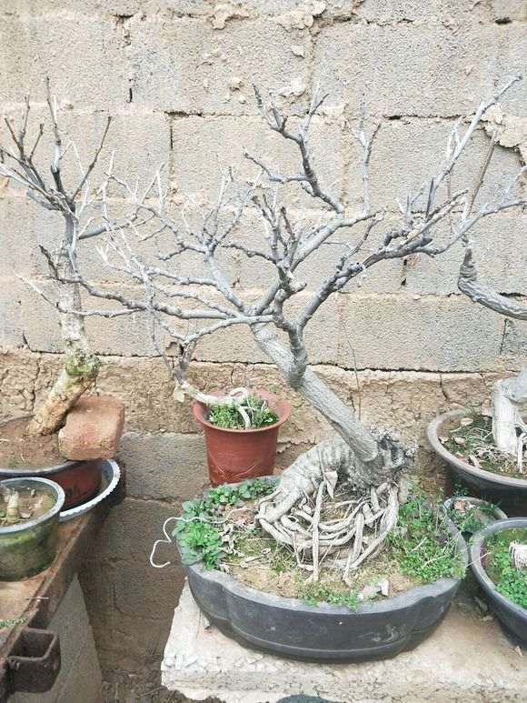 新手请问 紫藤下山桩能盆栽吗 图片