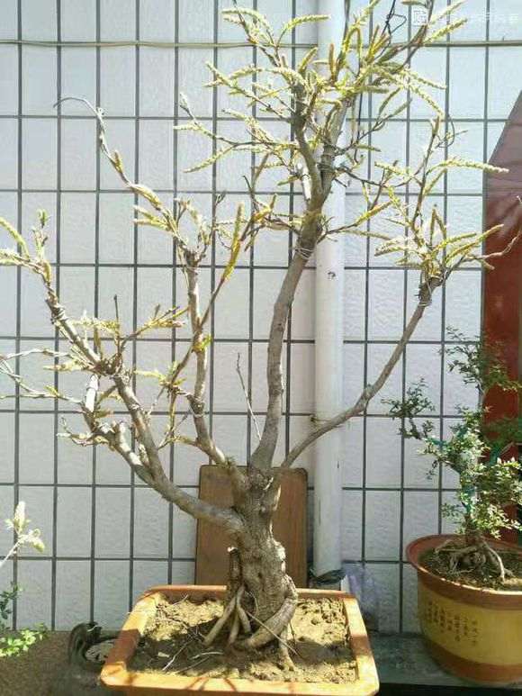 新手请问 紫藤下山桩能盆栽吗 图片