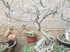 新手请问 紫藤下山桩能盆栽吗 图片