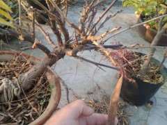 紫藤下山桩在太阳下会蔫 怎么办 图片