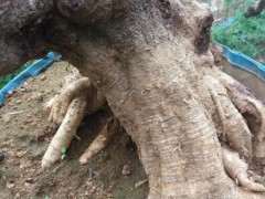 为什么紫藤下山桩来芽慢 怎么办 图片