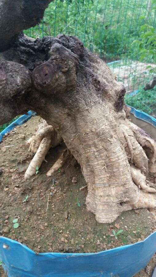 紫藤下山桩发芽的枝杆会烂吗 图片