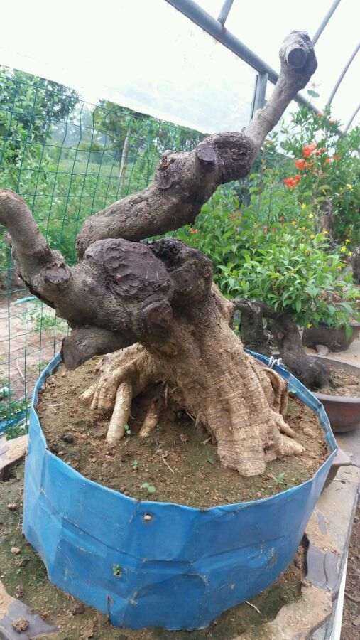 紫藤下山桩发芽的枝杆会烂吗 图片