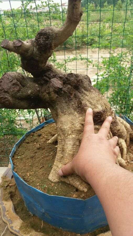 紫藤下山桩梢尖为什么会干枯 怎么办 图片