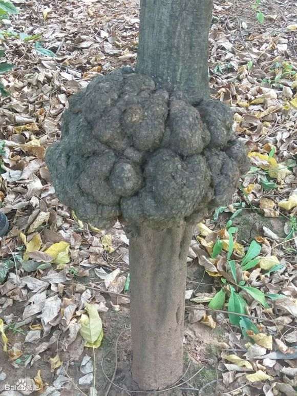 紫藤下山桩梢尖为什么会干枯 怎么办 图片