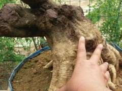 紫藤下山桩梢尖为什么会干枯 怎么办 图片