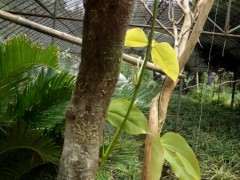 紫藤下山桩怎么会是这种叶子 为什么 图片