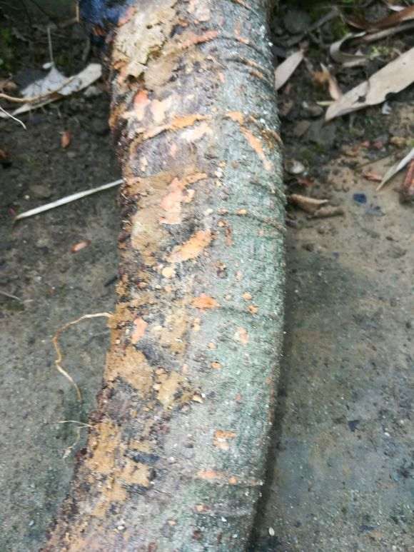 这个是紫藤下山桩吗 感觉不怎么像 图片