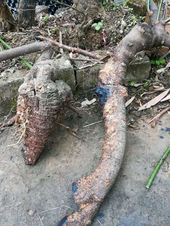 这个是紫藤下山桩吗 感觉不怎么像 图片