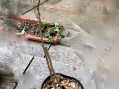 紫藤下山桩怎么修剪的方法 图片