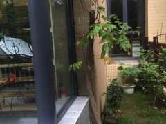 为什么紫藤下山桩掉叶不生长 怎么办