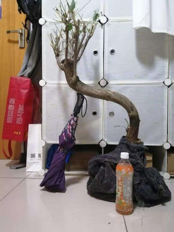 紫藤下山桩在室内盆养能开花吗 图片