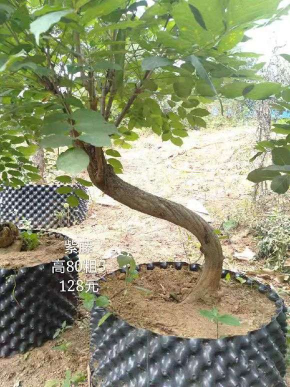 紫藤下山桩在室内盆养能开花吗 图片