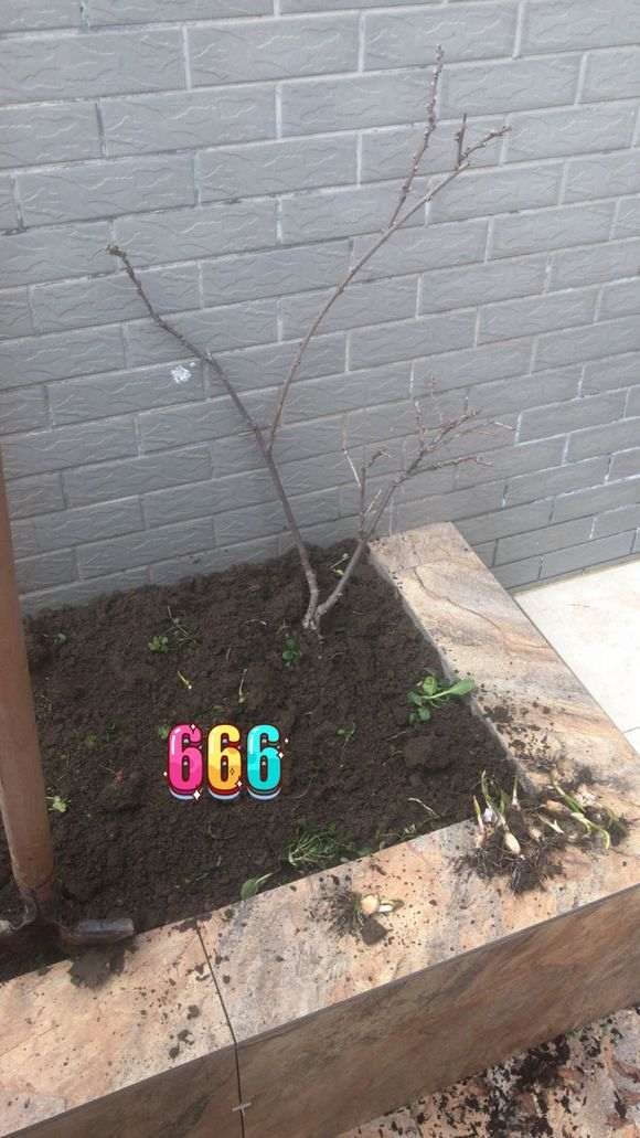 紫藤下山桩往上长主干 怎么办 图片