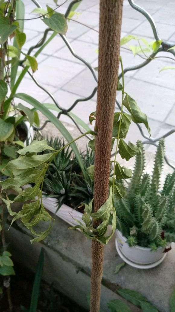 紫藤下山桩往上长主干 怎么办 图片