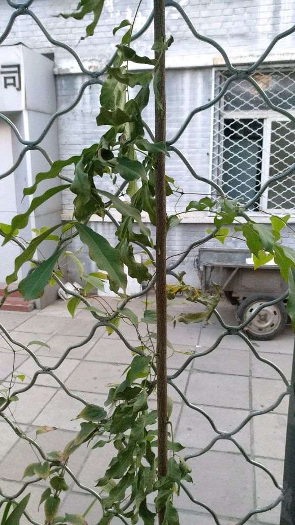 紫藤下山桩往上长主干 怎么办 图片