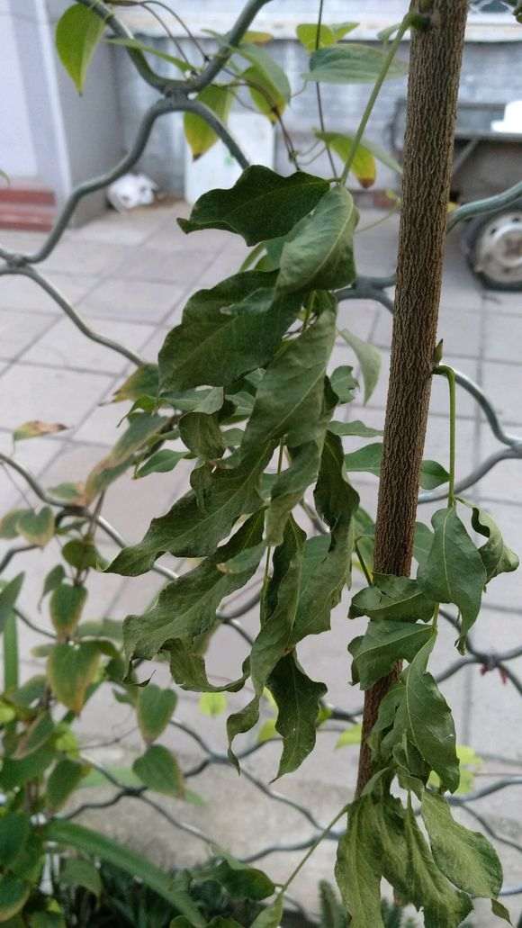 紫藤下山桩往上长主干 怎么办 图片