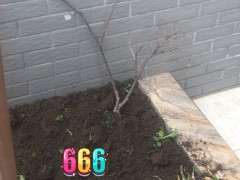 紫藤下山桩往上长主干 怎么办 图片