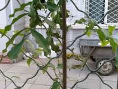 紫藤下山桩不爬藤是什么原因 图片