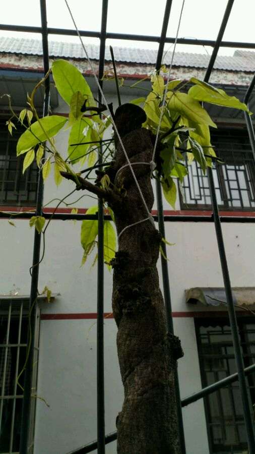 一颗紫藤下山桩 大家看看多少年 图片