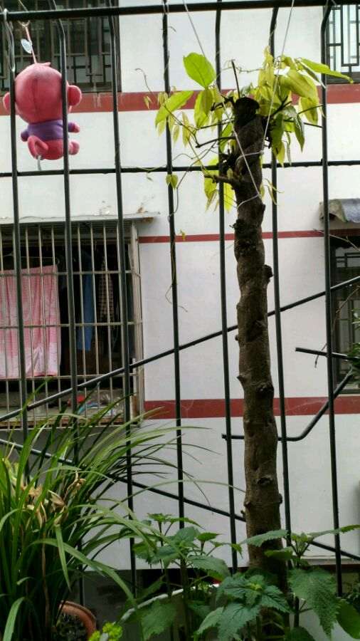 一颗紫藤下山桩 大家看看多少年 图片