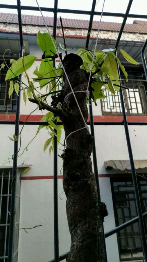 一颗紫藤下山桩 大家看看多少年 图片