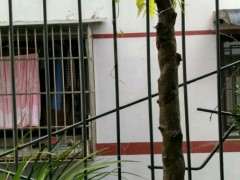 一颗紫藤下山桩 大家看看多少年 图片