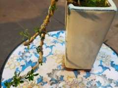 北京适合种什么品种的紫藤下山桩 图片